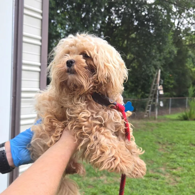 An adult small-sized male White / Cream Mixed Breed dog named Sean for adoption in Columbus, GA