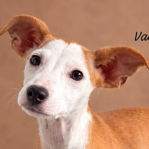 A baby medium-sized male Yellow / Tan / Blond / Fawn Labrador Retriever dog named Kenny for adoption in New York, NY