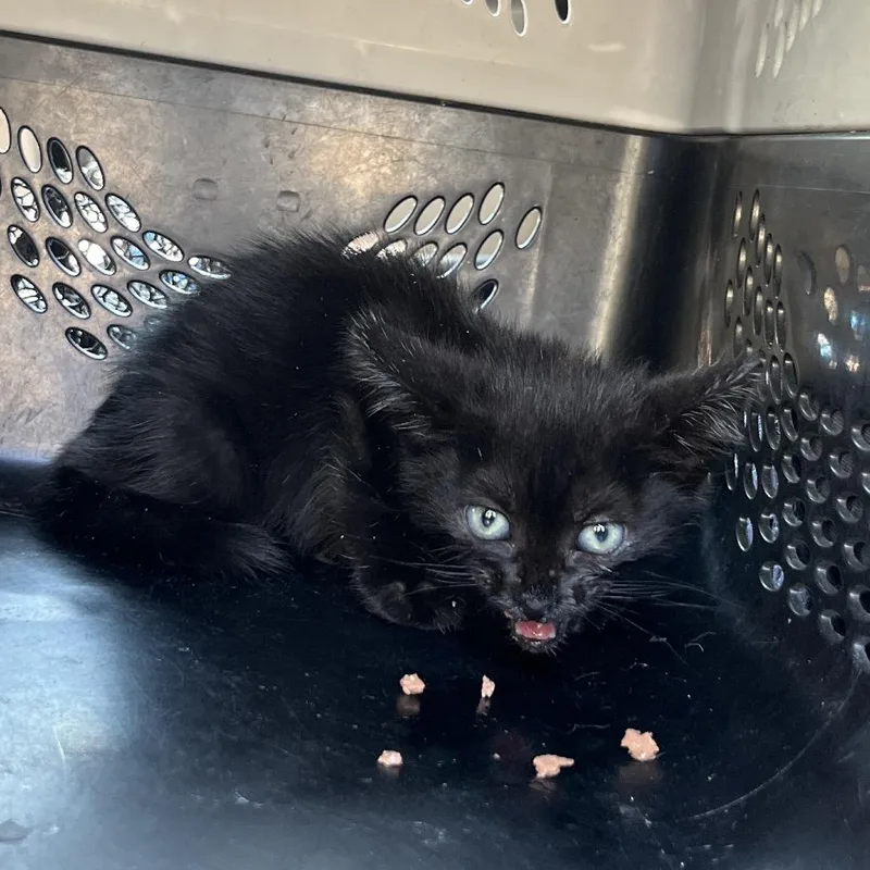 A baby small-sized female Black Domestic Medium Hair cat named Void for adoption in Lake Jackson, TX