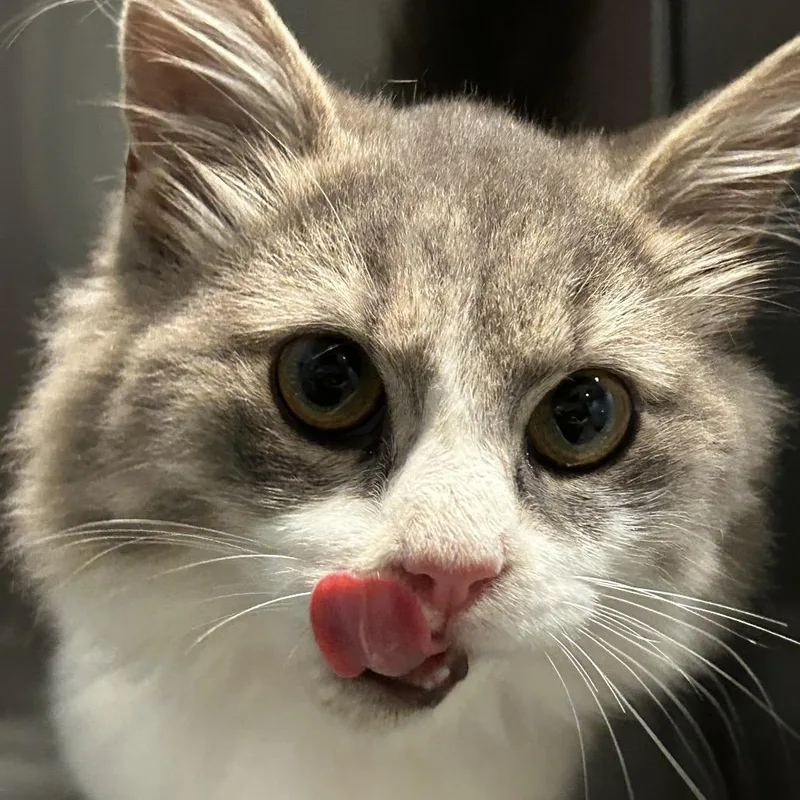 A baby small-sized male Domestic Long Hair cat named Idris for adoption in Chattanooga, TN