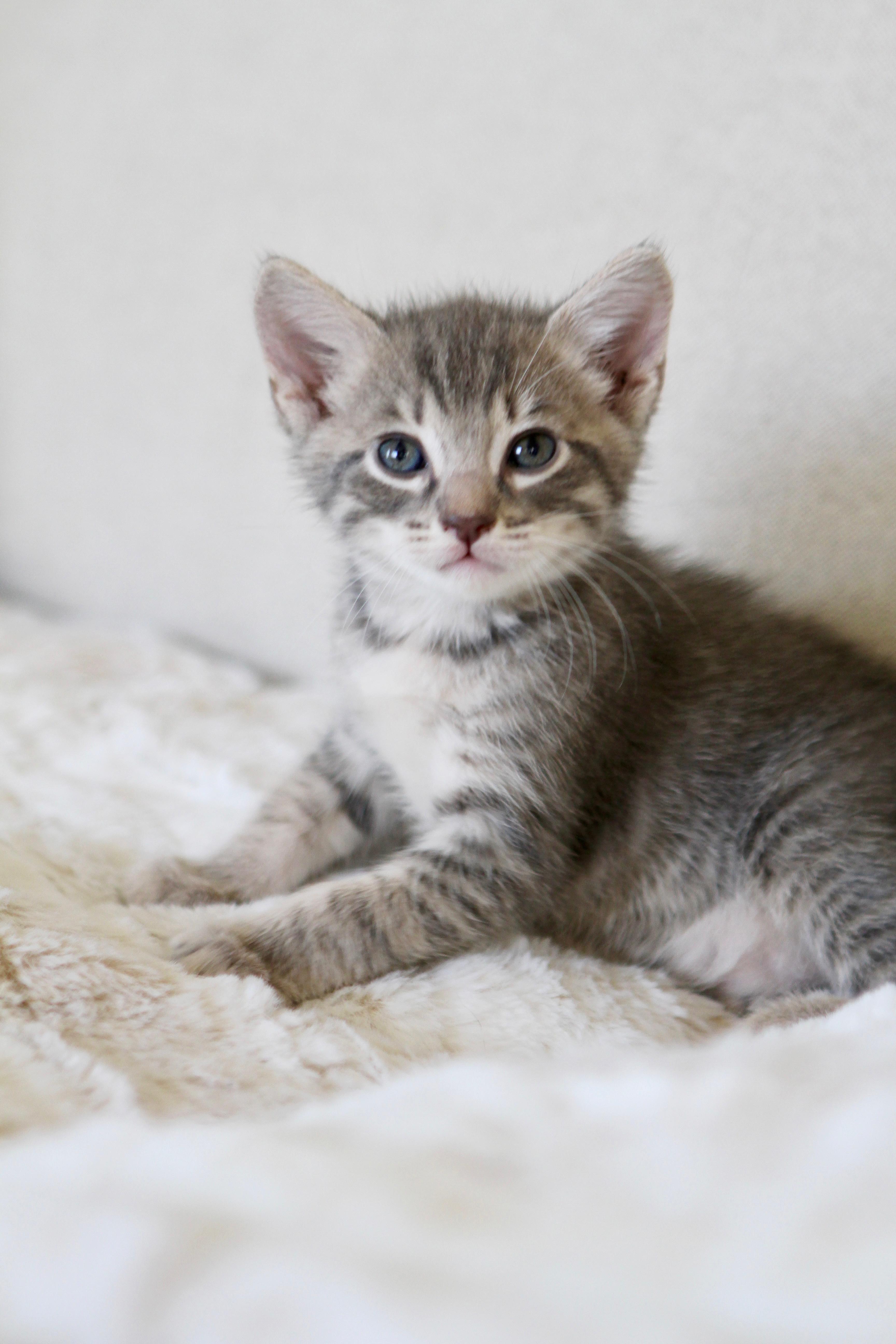A baby medium-sized male Gray / Blue / Silver Domestic Short Hair cat named Birch for adoption in Mission Viejo, CA