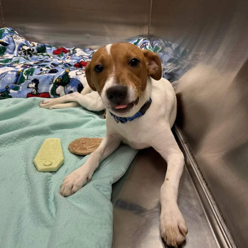 A young small-sized female Terrier dog named Celine for adoption in Knoxville, TN