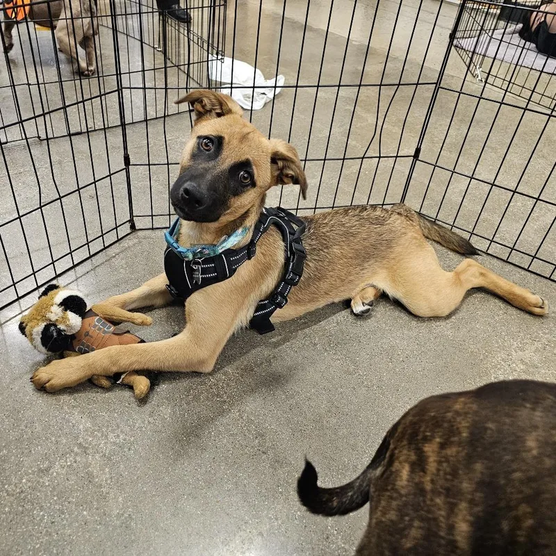 A baby small-sized female Brown / Chocolate German Shepherd Dog dog named Sarah for adoption in Apple Valley, CA