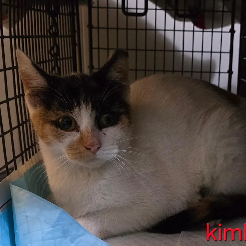 A young small-sized female Calico Domestic Short Hair cat named Kimberly for adoption in Grantsville, UT
