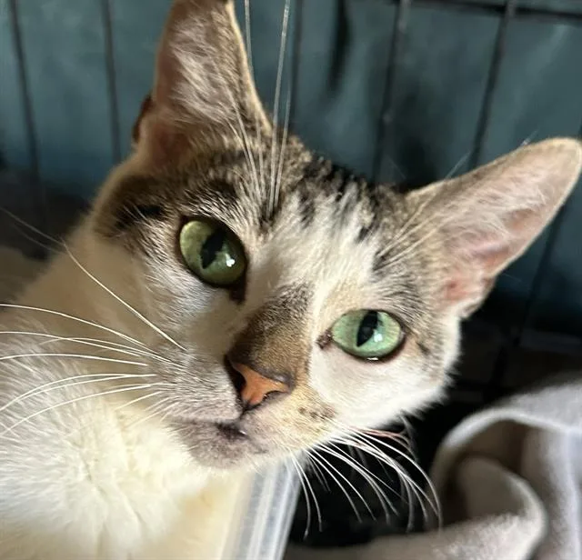A senior large-sized female Domestic Short Hair cat named Houdina for adoption in Camarillo, CA
