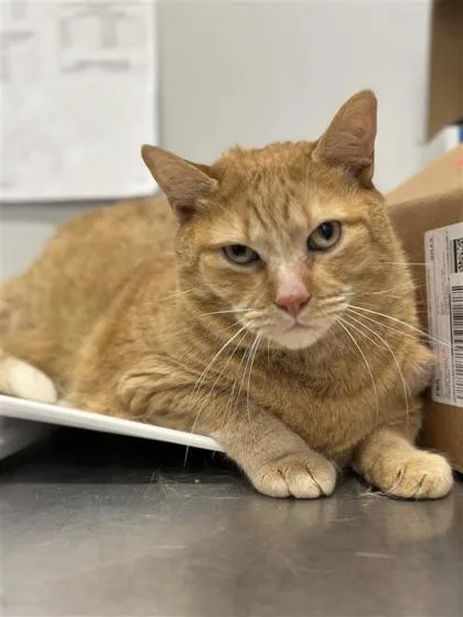 An adult small-sized male Domestic Short Hair cat named Quarter Pounder for adoption in West Chester, PA