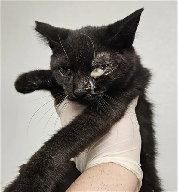 A young small-sized female Domestic Short Hair cat named Scrump for adoption in Bakersfield, CA