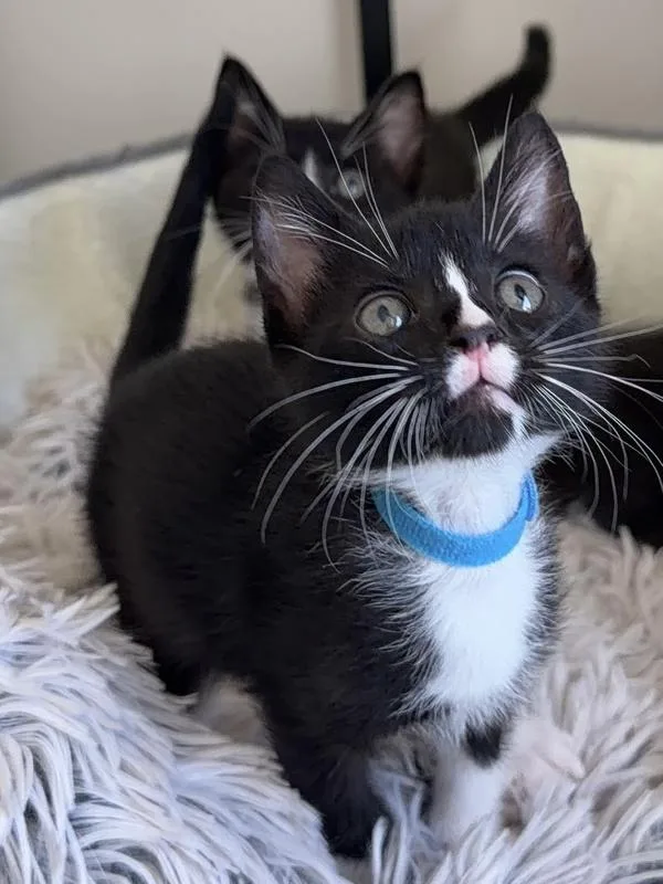 A baby small-sized male Domestic Short Hair cat named Jay for adoption in Healdsburg, CA