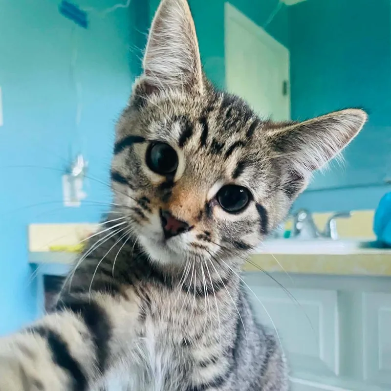 A baby medium-sized female Tabby (Buff / Tan / Fawn) Domestic Short Hair cat named Alma for adoption in Cape Girardeau, MO