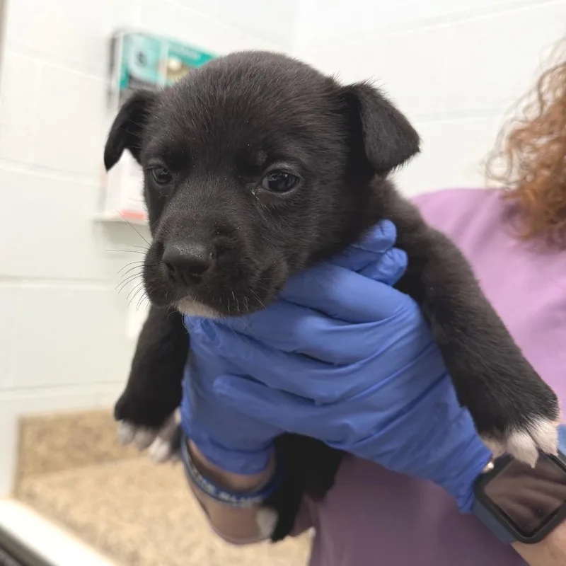 A baby small-sized male Black Labrador Retriever dog named Peewee Herman for adoption in Marshall, VA