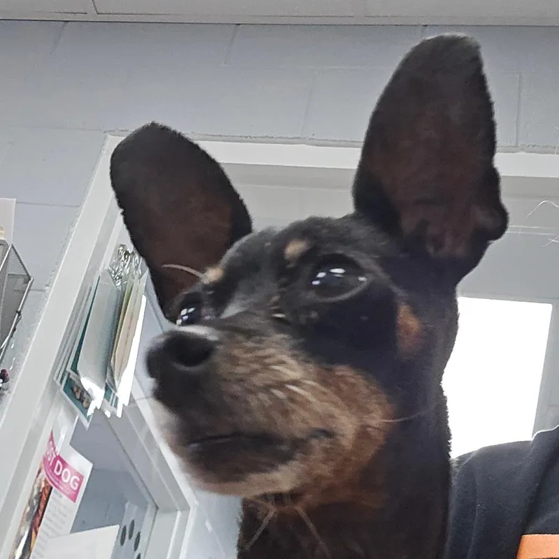 Lila