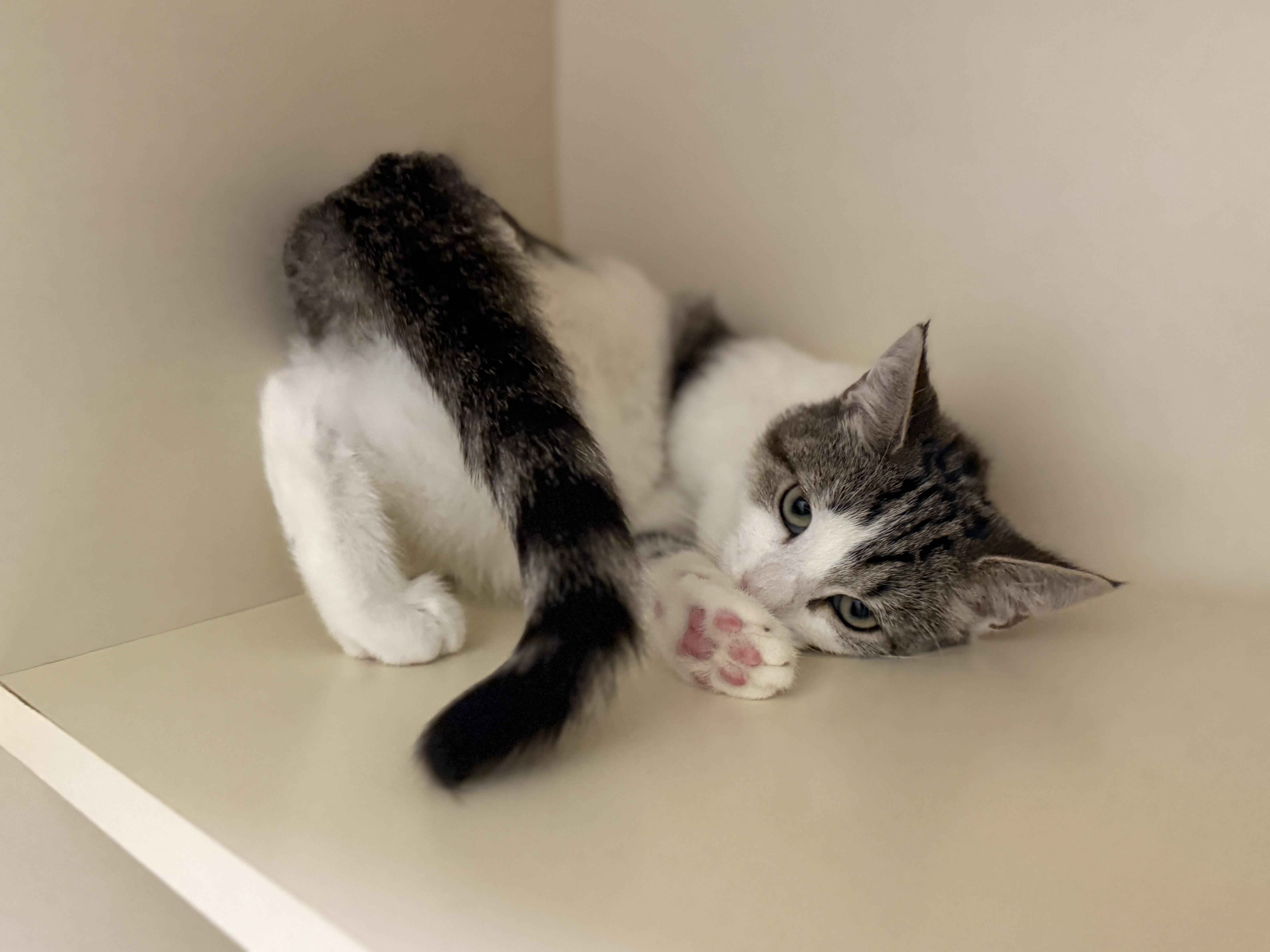 A baby medium-sized female Tabby (Gray / Blue / Silver) Domestic Short Hair cat named Sandy for adoption in Pawleys Island, SC
