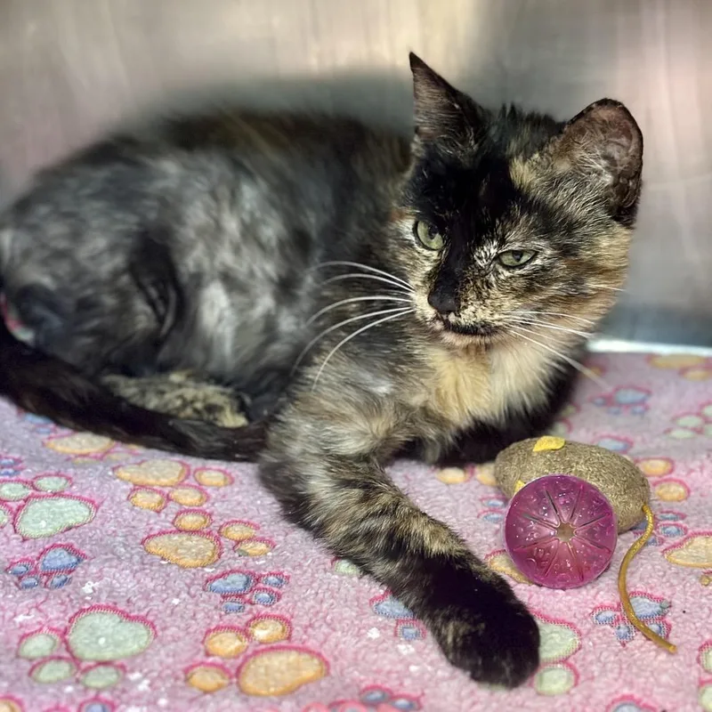 A young medium-sized female Black Domestic Short Hair cat named Millie for adoption in Austin, TX