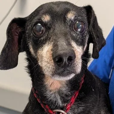 A senior small-sized male Black Mixed Breed dog named Cody for adoption in Greenville, SC