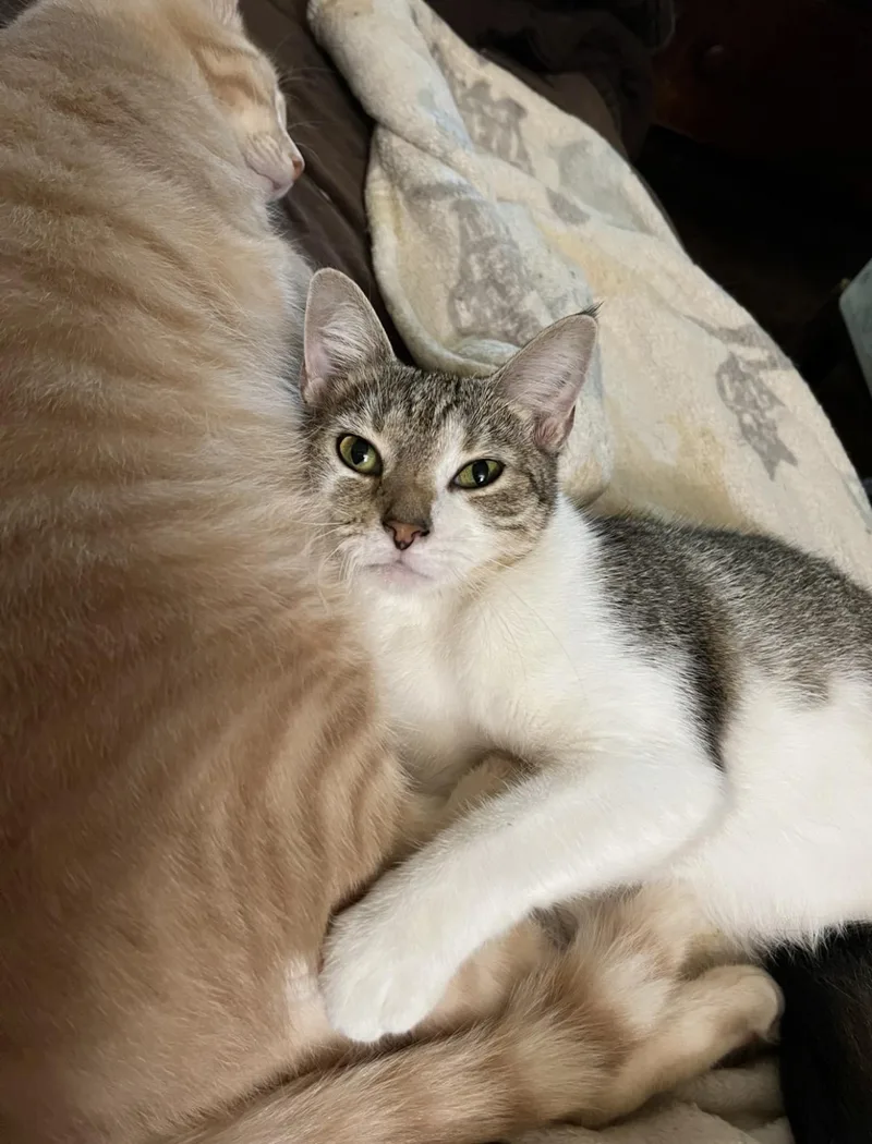 An adult medium-sized female Tabby (Buff / Tan / Fawn) Domestic Short Hair cat named ChiChi for adoption in Mount Airy, MD