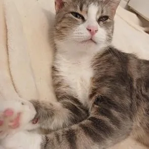 A baby medium-sized female Tabby (Gray / Blue / Silver) Domestic Short Hair cat named Tsuki for adoption in Liverpool, TX