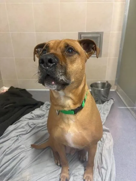 An adult medium-sized male Pit Bull Terrier dog named Kash for adoption in Stratham, NH