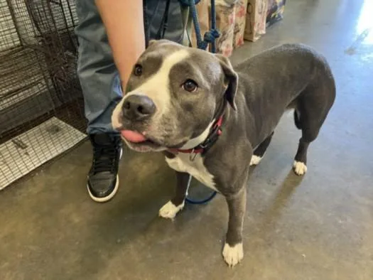 A young large-sized female Pit Bull Terrier dog named Nina for adoption in Los Angeles, CA