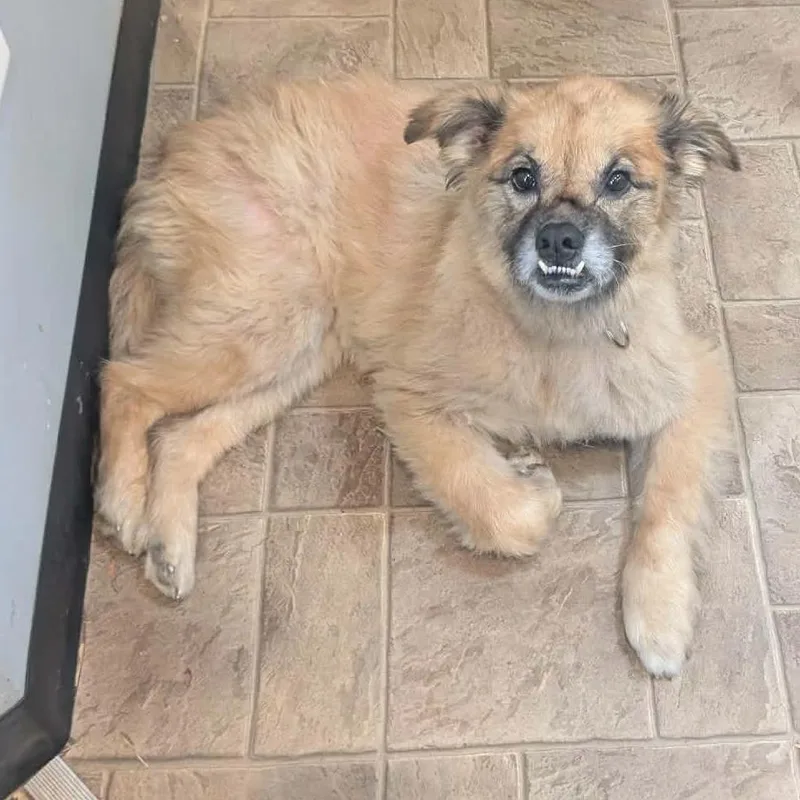 A senior medium-sized female Golden Mixed Breed dog named Molly for adoption in Boaz, AL