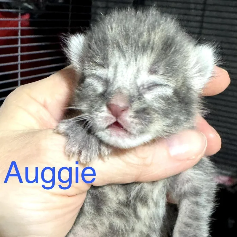 Auggie Wkh thumbnail 4