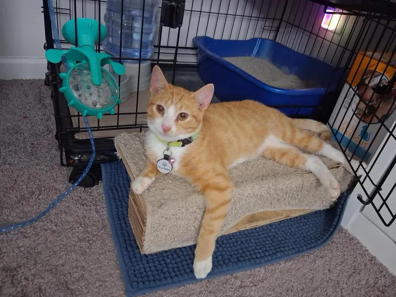 Crouton Cruncher Chet thumbnail 2