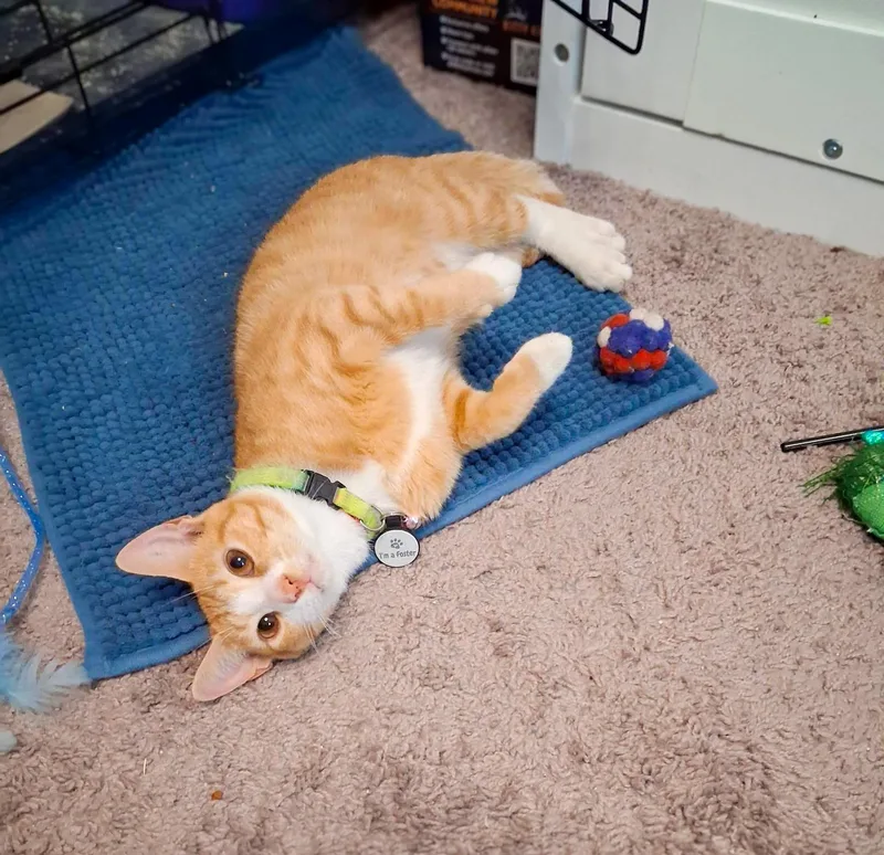Crouton Cruncher Chet thumbnail 5