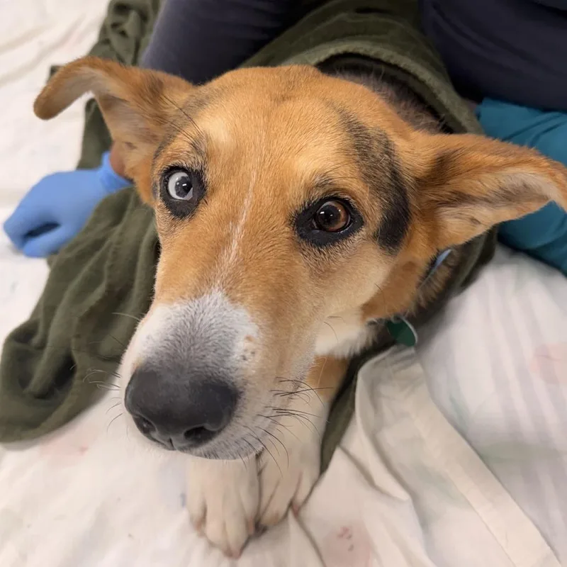 An adult medium-sized female Mixed Breed dog named Bella for adoption in Gloucester, VA