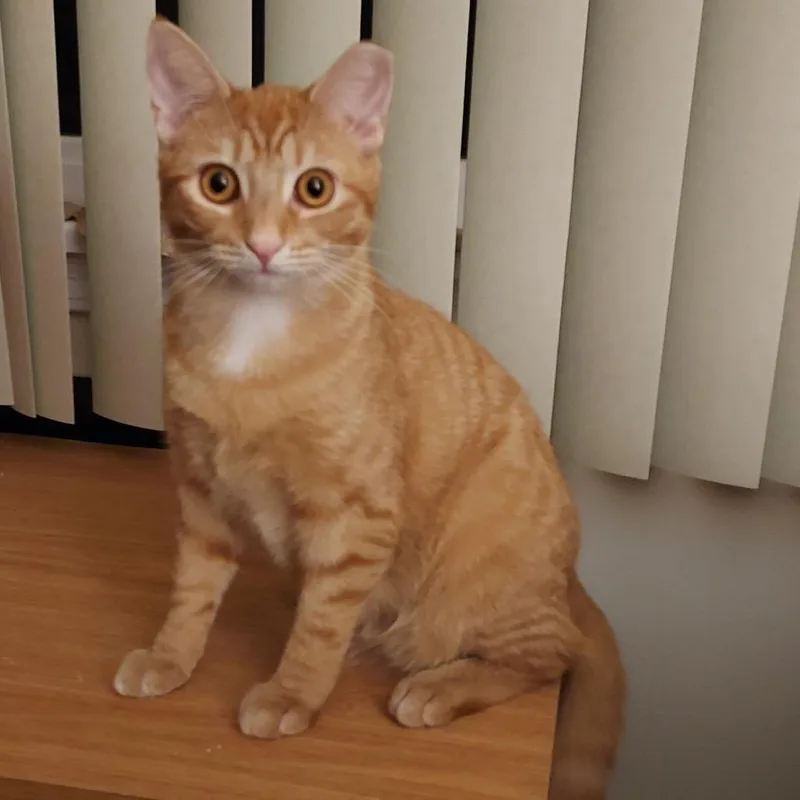 A young small-sized female Orange / Red Domestic Short Hair cat named Sophia for adoption in Ephrata, PA