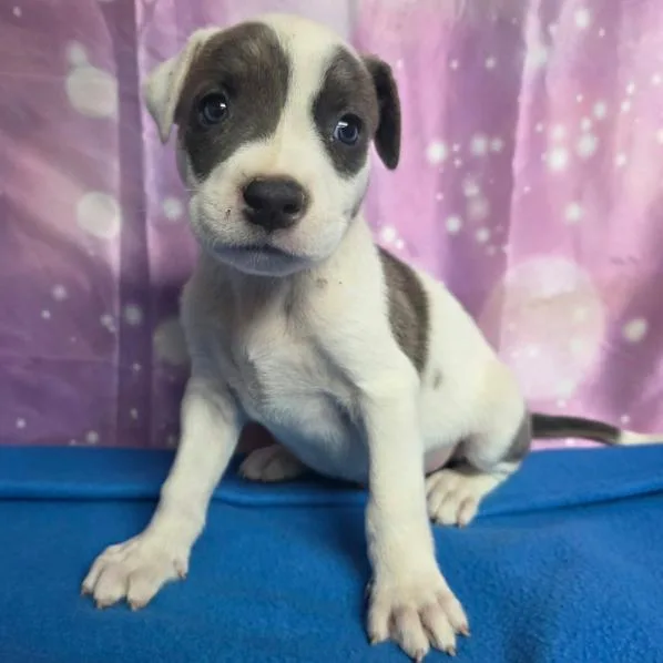 A baby small-sized male White / Cream Boxer dog named Pillow for adoption in Fort Collins, CO