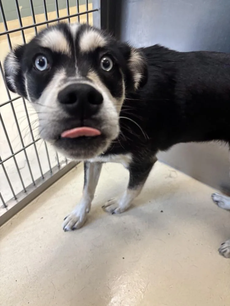 A young medium-sized male Brown / Chocolate Husky dog named Jasper for adoption in Kalamazoo, MI