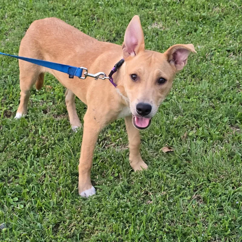 A baby medium-sized female Apricot / Beige Australian Kelpie dog named Lucy for adoption in Pottsboro, TX