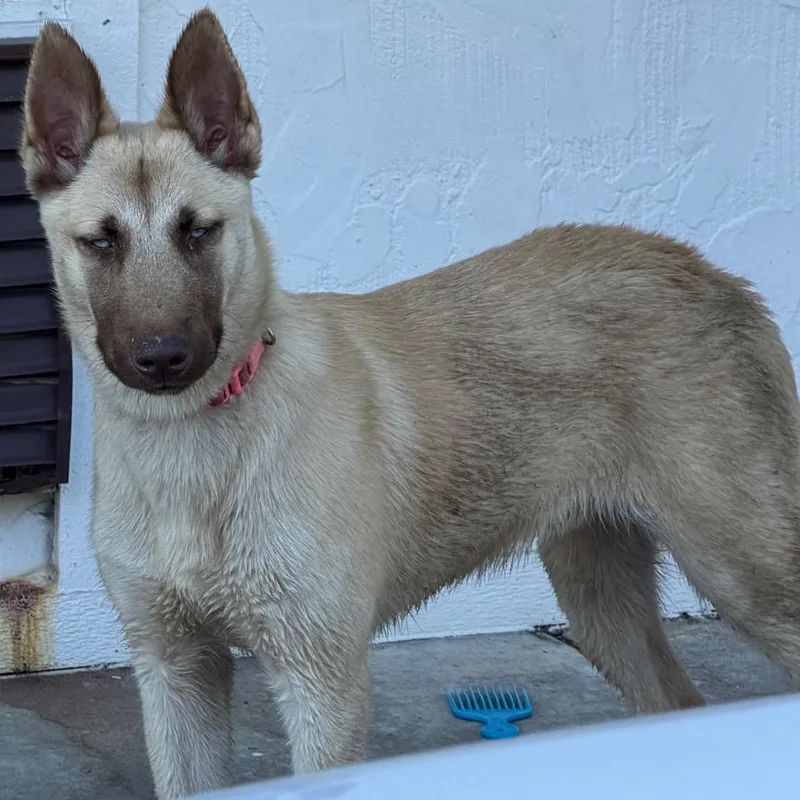 A baby large-sized male German Shepherd Dog dog named Atlas for adoption in Montgomery, AL