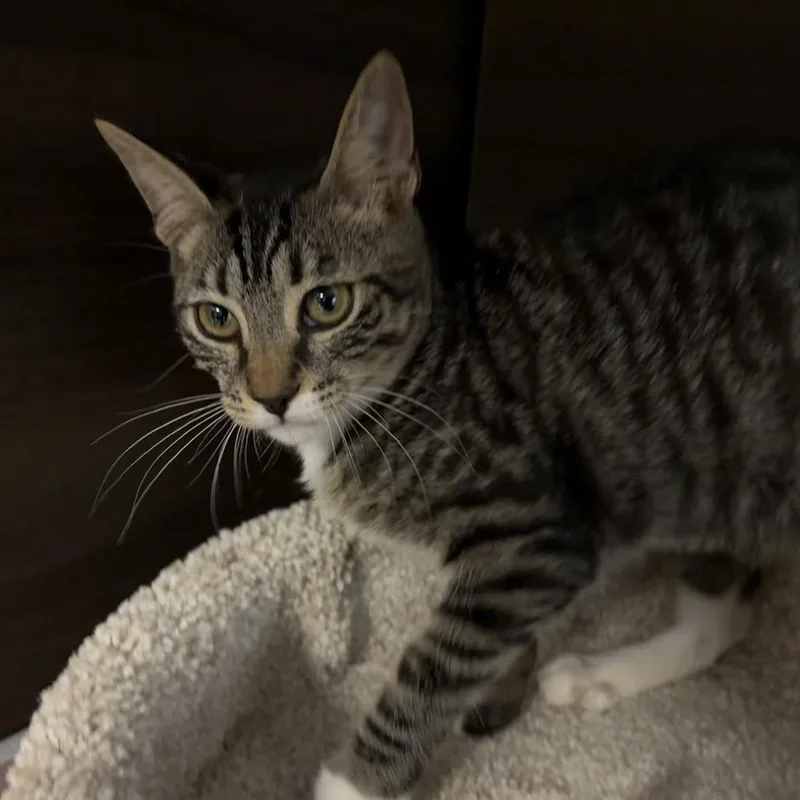 A baby small-sized female Brown / Chocolate Domestic Short Hair cat named Kika for adoption in Hamburg, NY