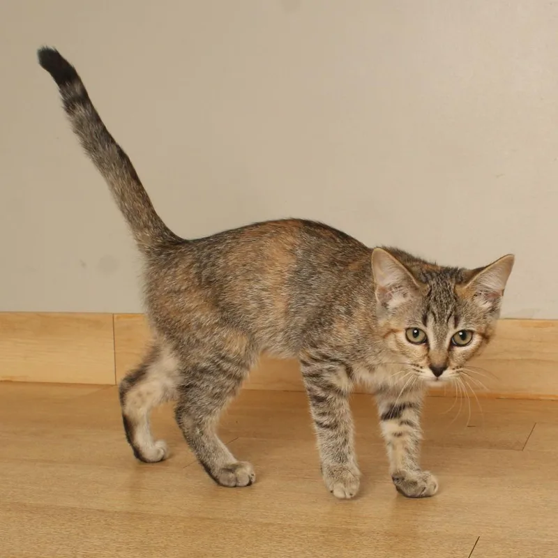 A baby small-sized female Brown / Chocolate Domestic Short Hair cat named Mallard C for adoption in Minnetonka, MN