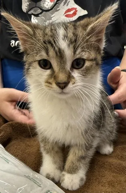 A baby small-sized female Domestic Short Hair cat named Tracy Turnblad for adoption in Fishers, IN