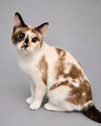 An adult medium-sized female Domestic Short Hair cat named Martha for adoption in Fresno, CA