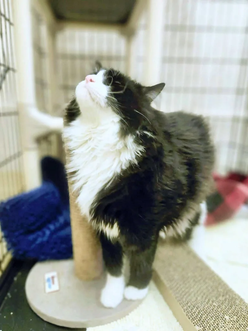 An adult extra large-sized male Black & White / Tuxedo Domestic Long Hair cat named Tonto for adoption in Social Circle, GA