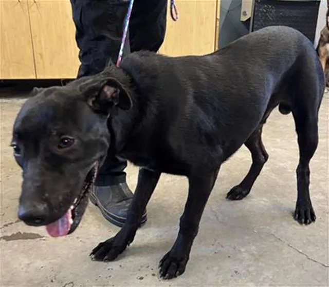 A young large-sized male Doberman Pinscher dog named Shadow for adoption in Camarillo, CA
