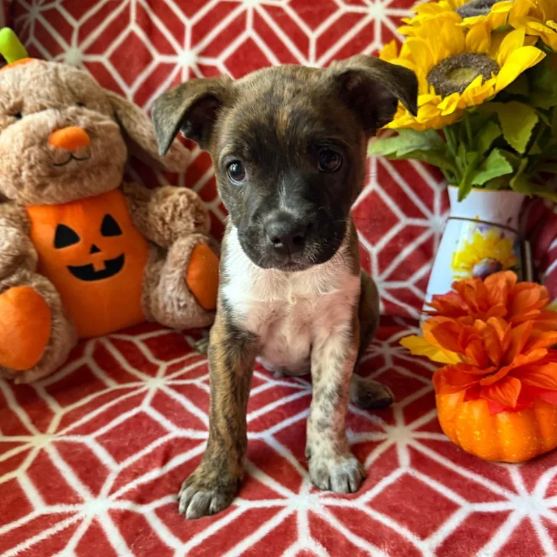 A baby small-sized male Brindle Boston Terrier dog named Pavarotti for adoption in Normal, IL