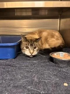 An adult small-sized male Domestic Short Hair cat named Wilbur for adoption in Lees Summit, MO
