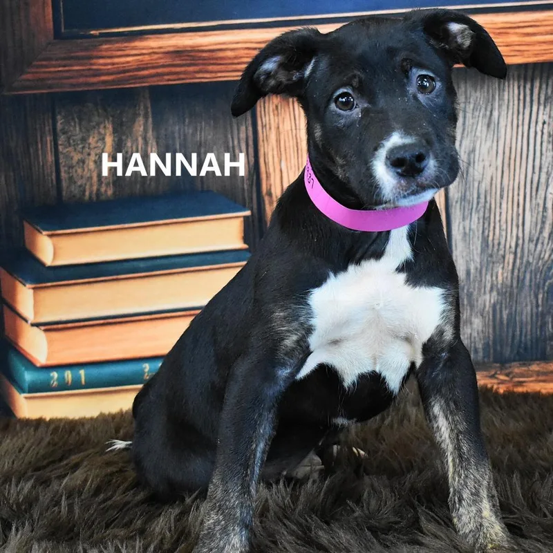 A young small-sized female Black Boxer dog named Suki for adoption in Yuma, AZ