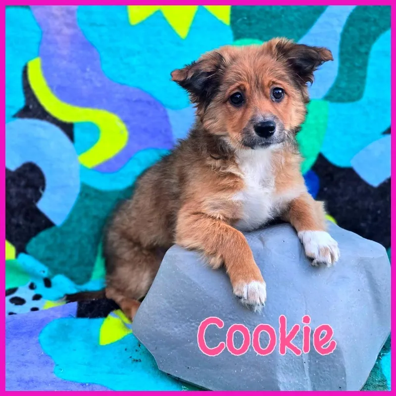 A baby small-sized female Red / Chestnut / Orange Mixed Breed dog named Cookie for adoption in Joliet, IL