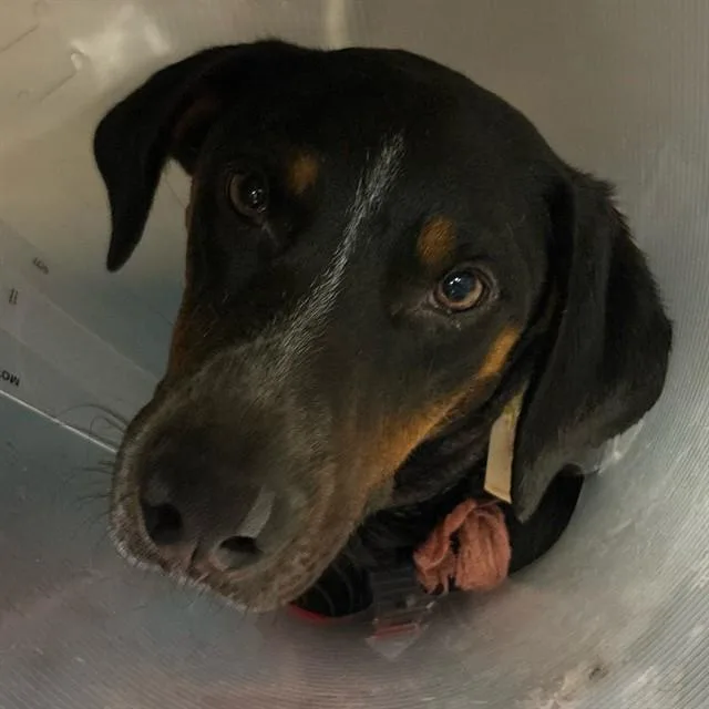 An adult large-sized male Bluetick Coonhound dog named Ricky for adoption in Riverside, CA