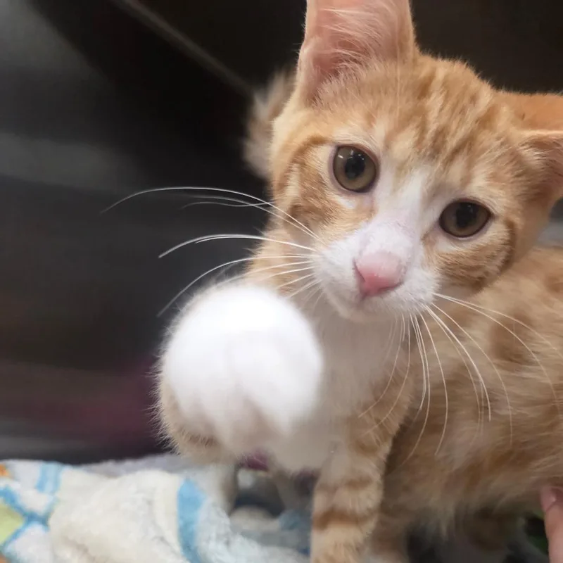 A baby small-sized male Orange / Red Domestic Short Hair cat named Trout for adoption in Spokane, WA