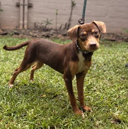 A young small-sized female Terrier dog named Mina for adoption in Honolulu, HI