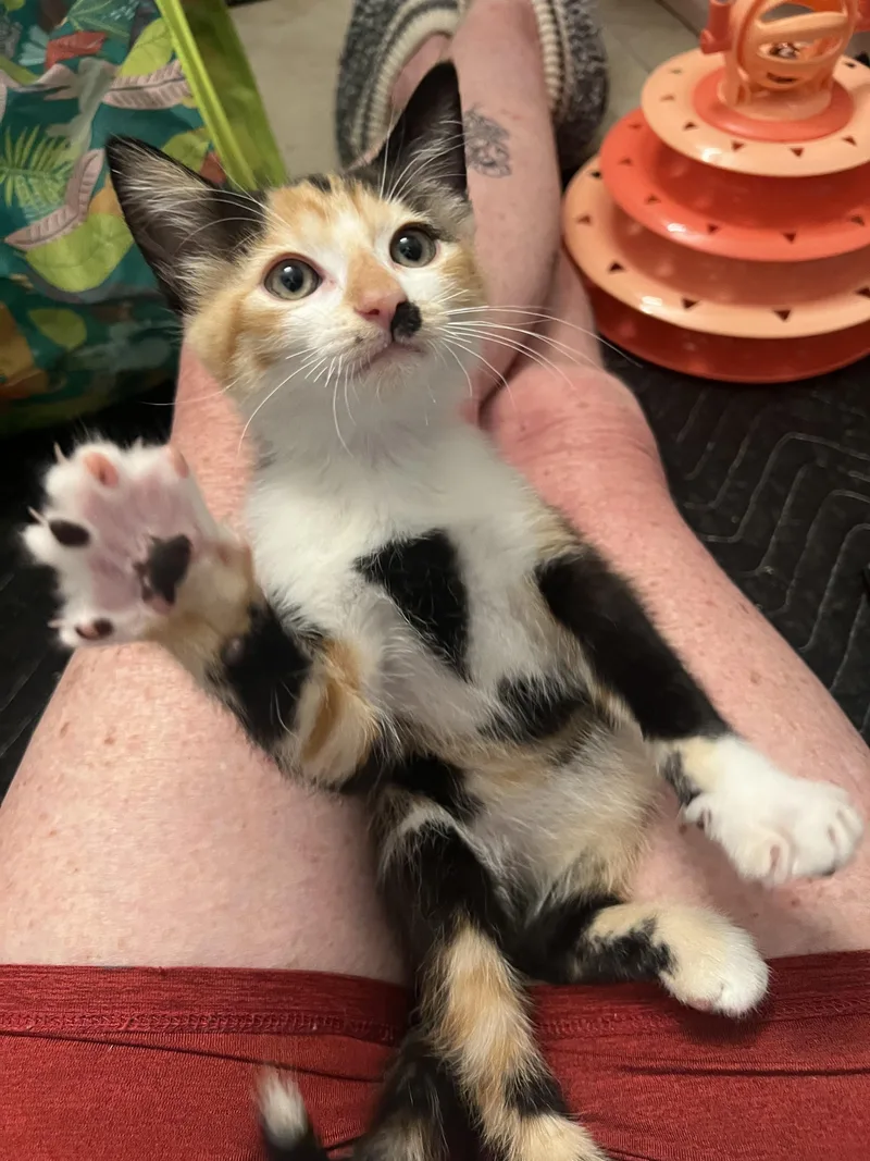 A baby small-sized female Calico cat named Medley for adoption in Johnson City, TN