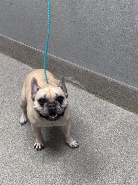 An adult medium-sized male French Bulldog dog named Hazy for adoption in Las Vegas, NV