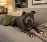 A young medium-sized female Gray / Blue / Silver Mixed Breed dog named Annika for adoption in Georgetown, SC