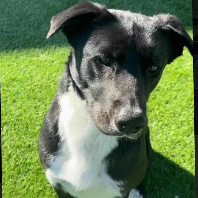 A young medium-sized male Black Border Collie dog named Steve for adoption in Ione, CA