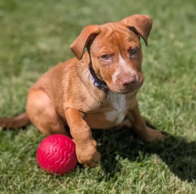 A baby medium-sized female Labrador Retriever dog named Peaches for adoption in North Prairie, WI